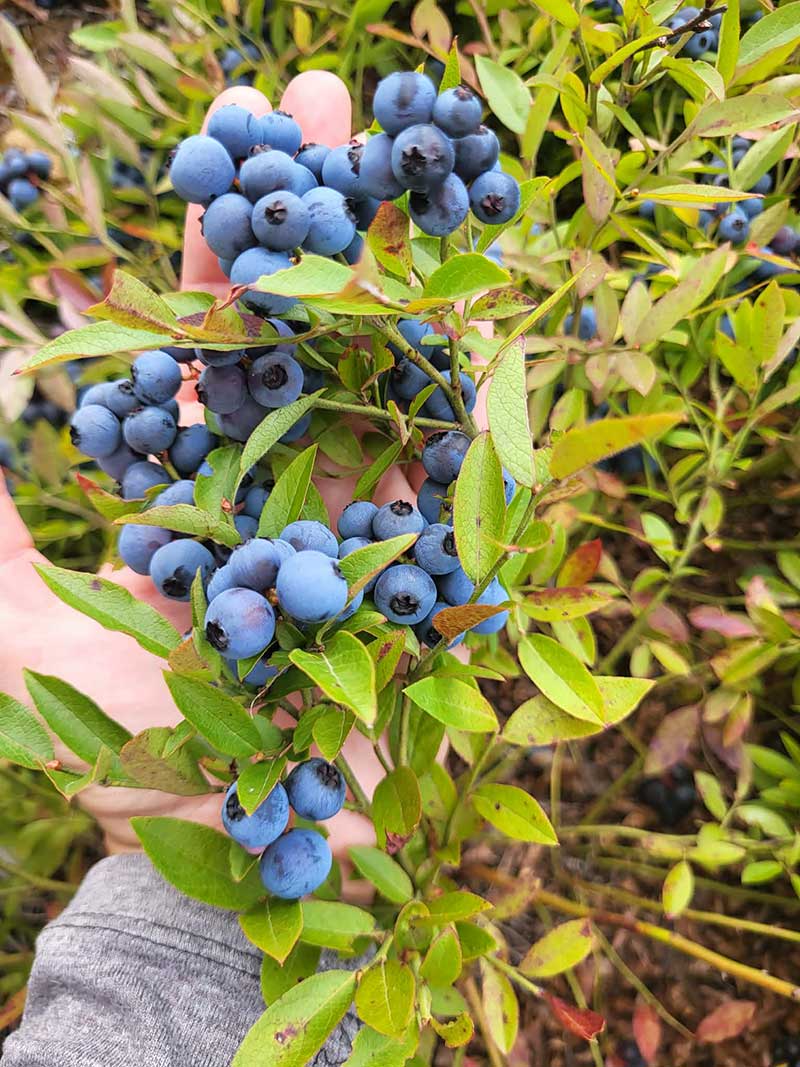 bleuetiere la halte bleuets a propos 1